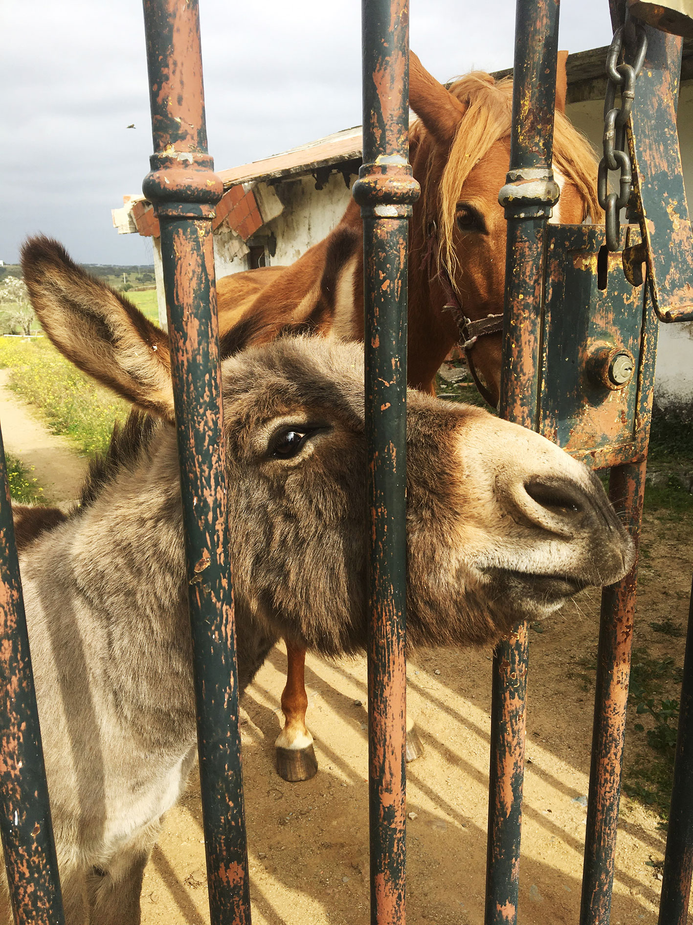 Viva-burro
