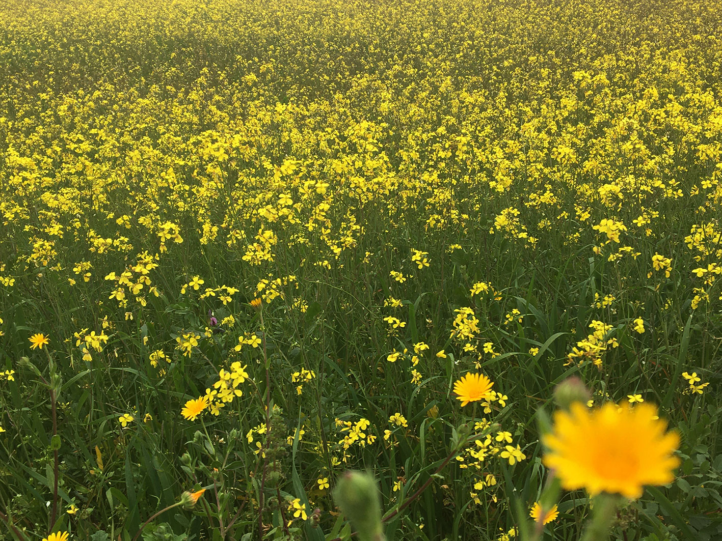 Viva-flores